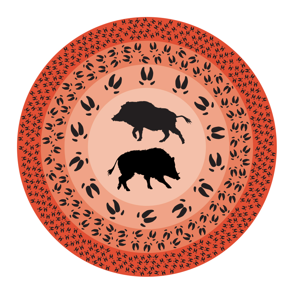Wild pig mandala
